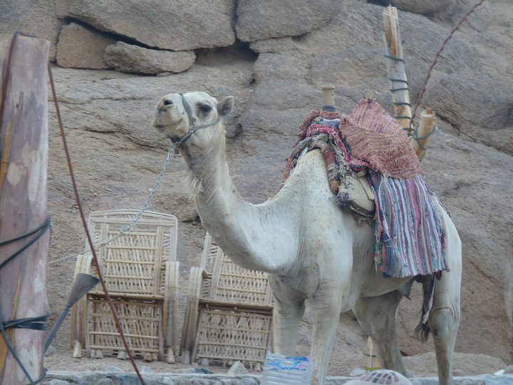 Camel Egypt Desert