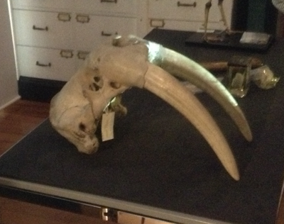 Walrus skull